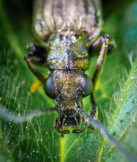bug field guide